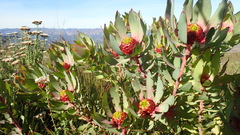 Leucadendron pubibracteolatum
