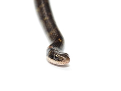 Erythrolamprus epinephalus pseudocobella