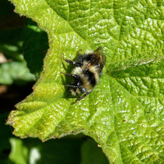 Bombus melanopygus