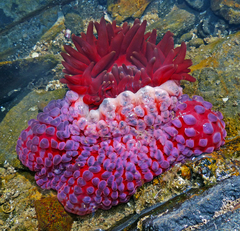 Phlyctenanthus australis