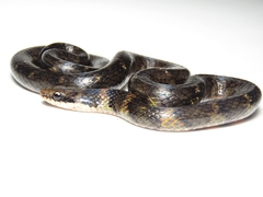 Erythrolamprus epinephalus pseudocobella