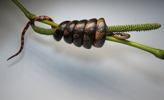 Erythrolamprus epinephalus pseudocobella