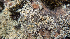 Rhizoplaca subdiscrepans