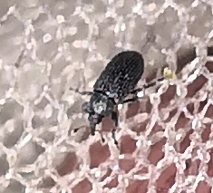 Gymnetron melanarium