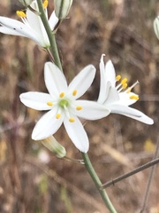 Chlorogalum angustifolium