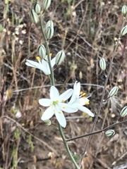 Chlorogalum angustifolium