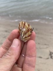 Electroma papilionacea