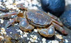 Paragrapsus quadridentatus
