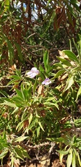 Eremophila freelingii