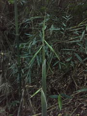 Merostachys