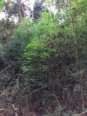Merostachys