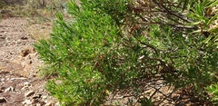 Eremophila freelingii