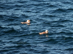 Tachyeres leucocephalus