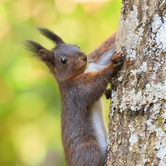 Sciurus vulgaris