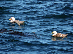 Tachyeres leucocephalus