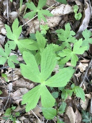 Anemonastrum canadense