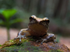Pristimantis