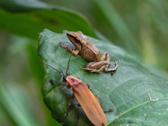 Pristimantis