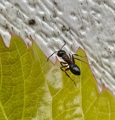 Camponotus novaeboracensis