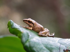 Pristimantis