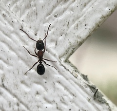 Camponotus novaeboracensis
