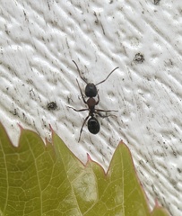 Camponotus novaeboracensis