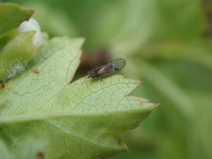 Cacopsylla melanoneura