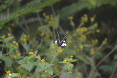 Catasticta flisa flisa