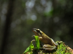 Pristimantis