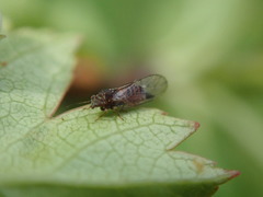 Cacopsylla melanoneura