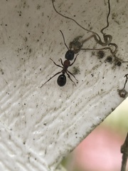 Camponotus novaeboracensis