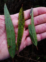 Salix caroliniana