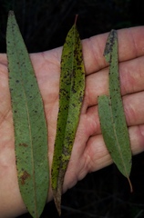 Salix caroliniana