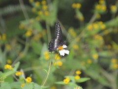 Catasticta flisa flisa