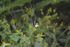 Catasticta flisa flisa