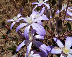 Brodiaea nana