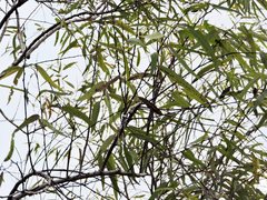 Salix caroliniana