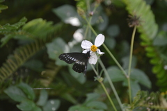 Catasticta flisa flisa