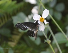 Catasticta flisa flisa