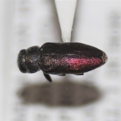 Chrysobothris ephedrae