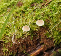 Mycena austrofilopes