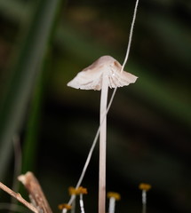 Mycena austrofilopes