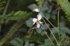 Catasticta flisa flisa