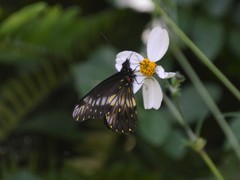 Catasticta flisa flisa