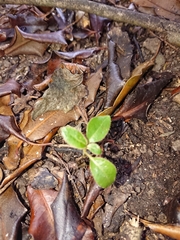 Olearia avicenniifolia