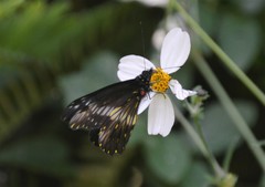 Catasticta flisa flisa