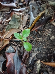 Olearia avicenniifolia