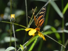 Eresia phillyra phillyra