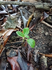 Olearia avicenniifolia