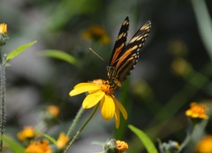 Eresia phillyra phillyra